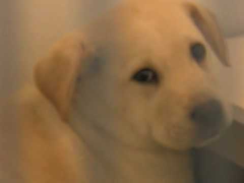 Preview of Choose Me by The Song Trust